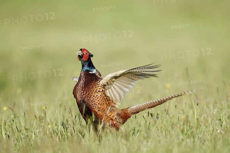 Hunting pheasant (Phasianus colchicus), cock mating in a meadow, North Rhine-Westphalia, Germany