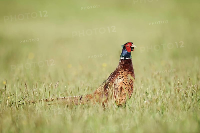 Hunting pheasant (Phasianus colchicus), cock standing in a meadow, North Rhine-Westphalia, Germany