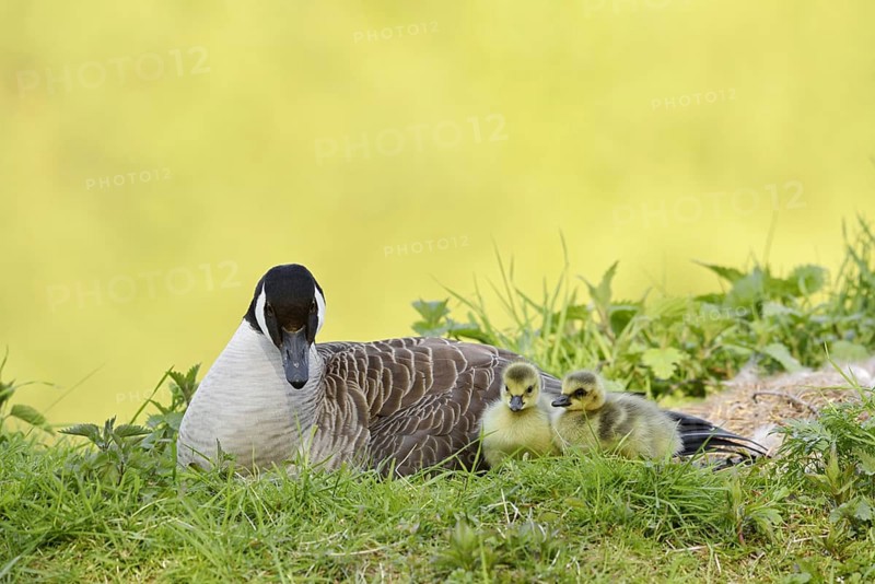 Canada goose (Branta canadensis) with chicks, North Rhine-Westphalia, Germany