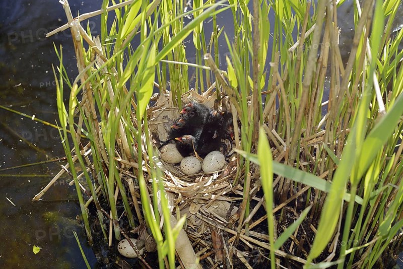 Moorhen (Gallinula chloropus), chicks and eggs in the nest, North Rhine-Westphalia, Germany