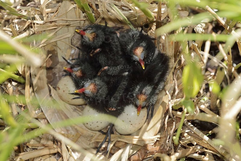 Moorhen (Gallinula chloropus), chicks and eggs in the nest, North Rhine-Westphalia, Germany