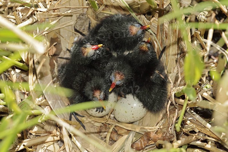 Moorhen (Gallinula chloropus), chicks and eggs in the nest, North Rhine-Westphalia, Germany