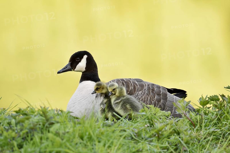 Canada goose (Branta canadensis) with chicks, North Rhine-Westphalia, Germany