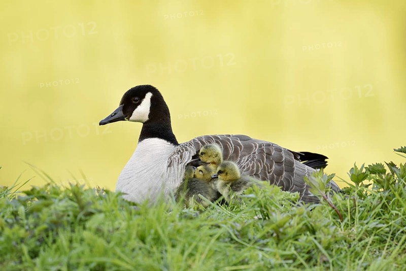 Canada goose (Branta canadensis) with chicks, North Rhine-Westphalia, Germany