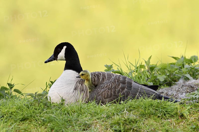 Canada goose (Branta canadensis) with chicks, North Rhine-Westphalia, Germany