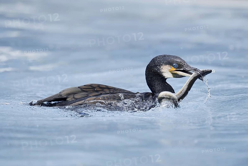 Cormorant (Phalacrocorax carbo) with captured eel (Anguilla anguilla), Netherlands