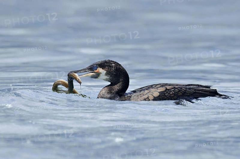 Cormorant (Phalacrocorax carbo) with captured eel (Anguilla anguilla), Netherlands