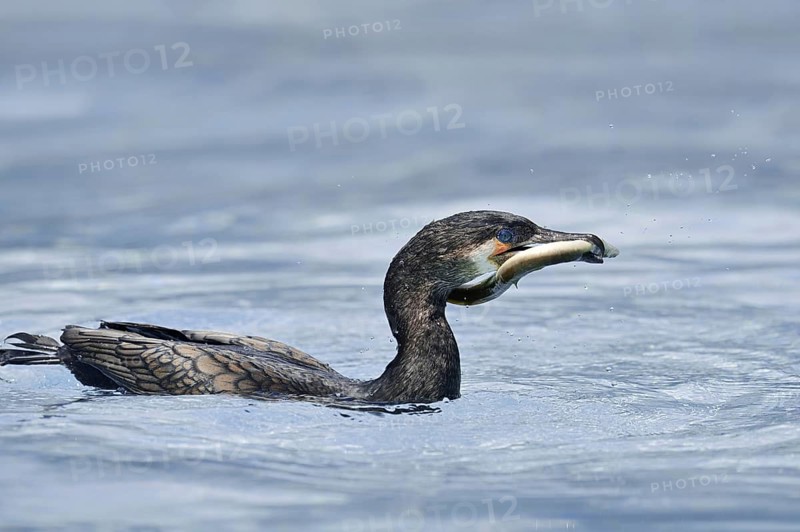 Cormorant (Phalacrocorax carbo) with captured eel (Anguilla anguilla), Netherlands