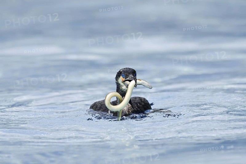 Cormorant (Phalacrocorax carbo) with captured eel (Anguilla anguilla), Netherlands