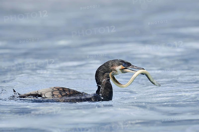 Cormorant (Phalacrocorax carbo) with captured eel (Anguilla anguilla), Netherlands