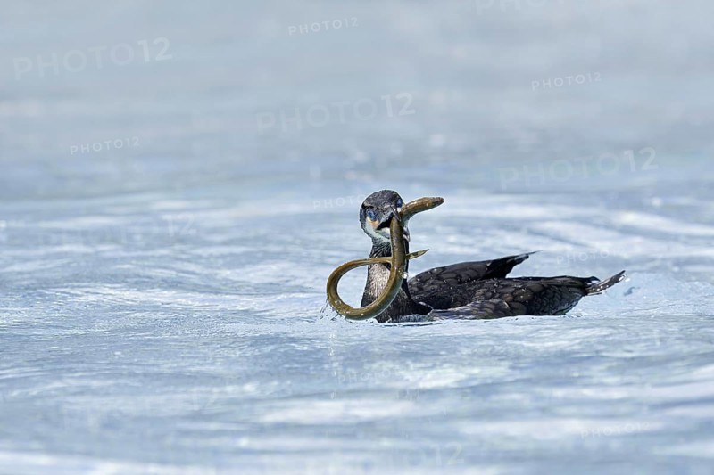 Cormorant (Phalacrocorax carbo) with captured eel (Anguilla anguilla), Netherlands
