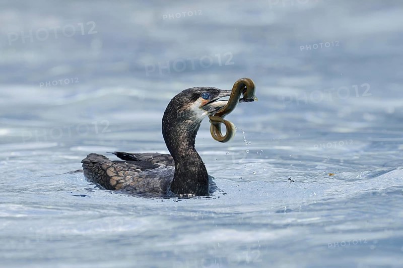 Cormorant (Phalacrocorax carbo) with captured eel (Anguilla anguilla), Netherlands