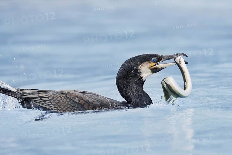 Cormorant (Phalacrocorax carbo) with captured eel (Anguilla anguilla), Netherlands