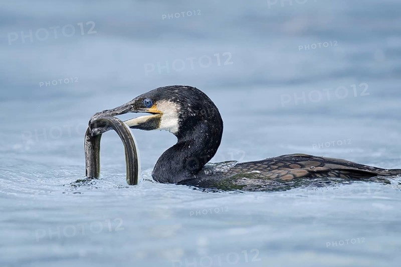 Cormorant (Phalacrocorax carbo) with captured eel (Anguilla anguilla), Netherlands
