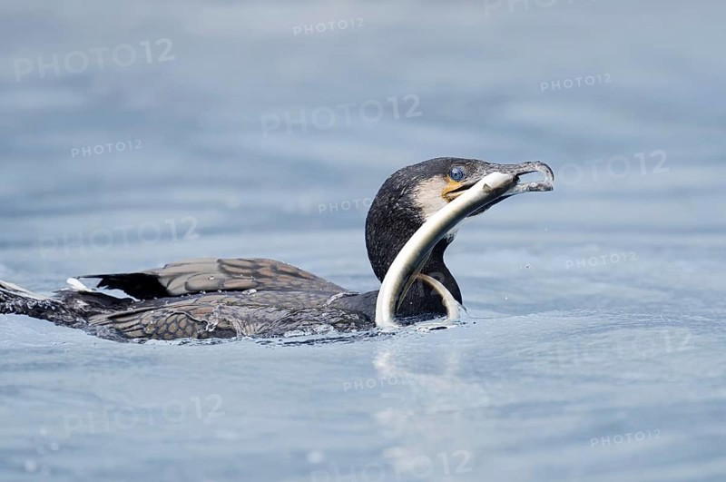 Cormorant (Phalacrocorax carbo) with captured eel (Anguilla anguilla), Netherlands