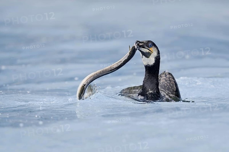 Cormorant (Phalacrocorax carbo) with captured eel (Anguilla anguilla), Netherlands