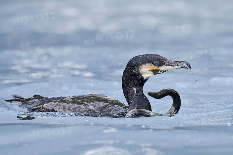 Cormorant (Phalacrocorax carbo) with captured eel (Anguilla anguilla), Netherlands