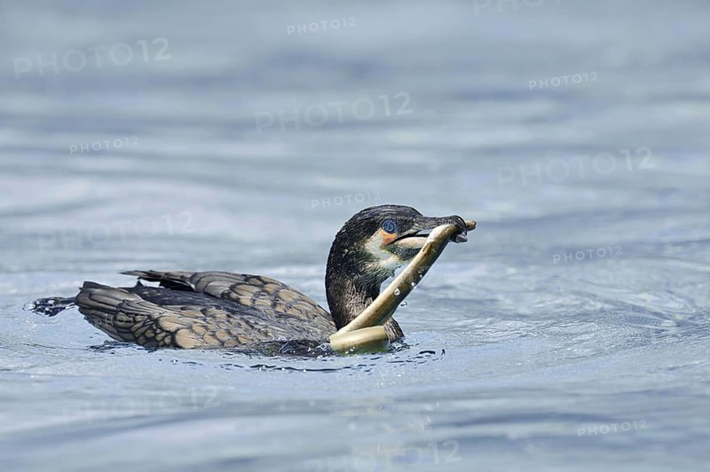 Cormorant (Phalacrocorax carbo) with captured eel (Anguilla anguilla), Netherlands