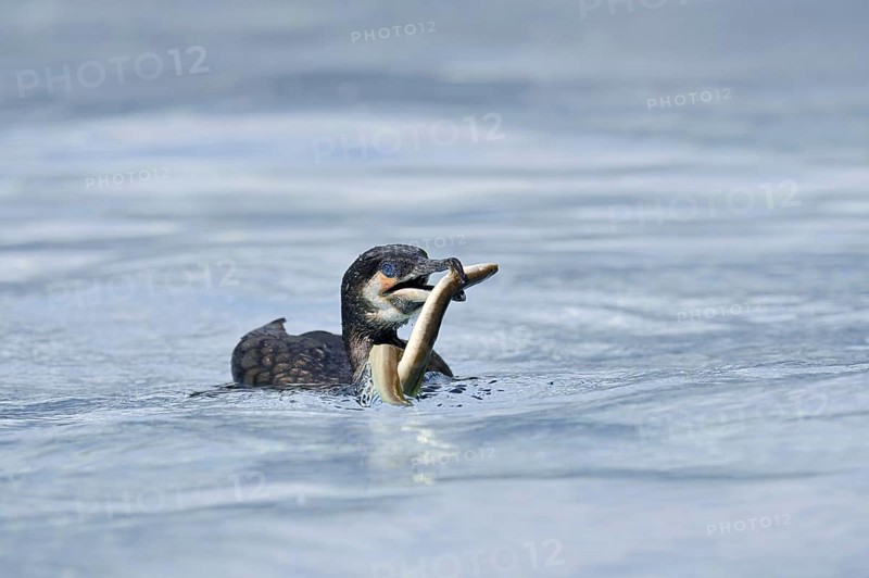 Cormorant (Phalacrocorax carbo) with captured eel (Anguilla anguilla), Netherlands