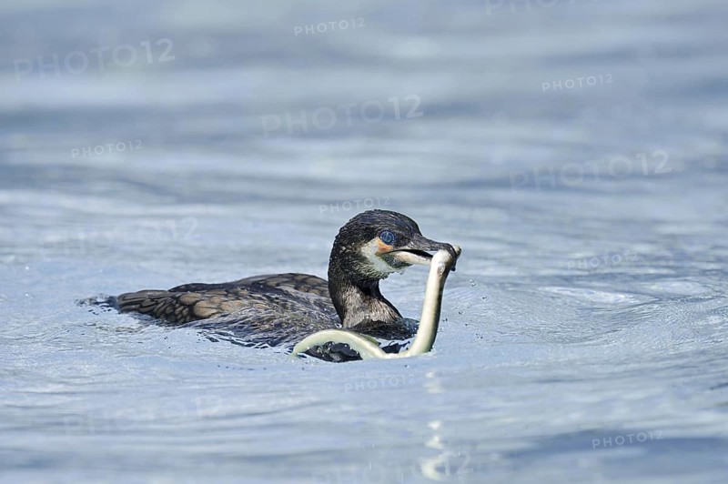 Cormorant (Phalacrocorax carbo) with captured eel (Anguilla anguilla), Netherlands