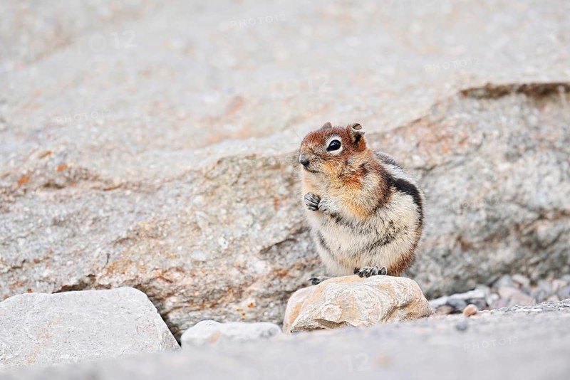 Golden mantle gopher (Callospermophilus lateralis, Spermophilus lateralis), Jasper National Park, Alberta, Canada