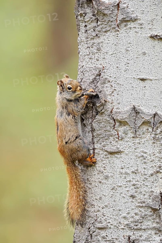 American red squirrel (Tamiasciurus hudsonicus) on a tree trunk, Jasper National Park, Alberta, Canada