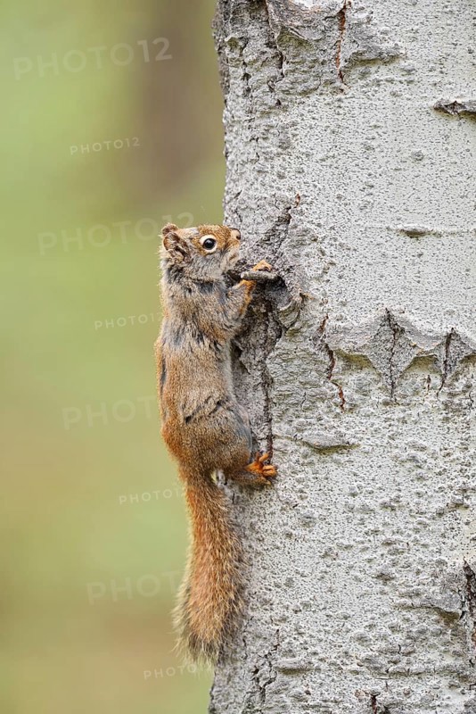 American red squirrel (Tamiasciurus hudsonicus) on a tree trunk, Jasper National Park, Alberta, Canada
