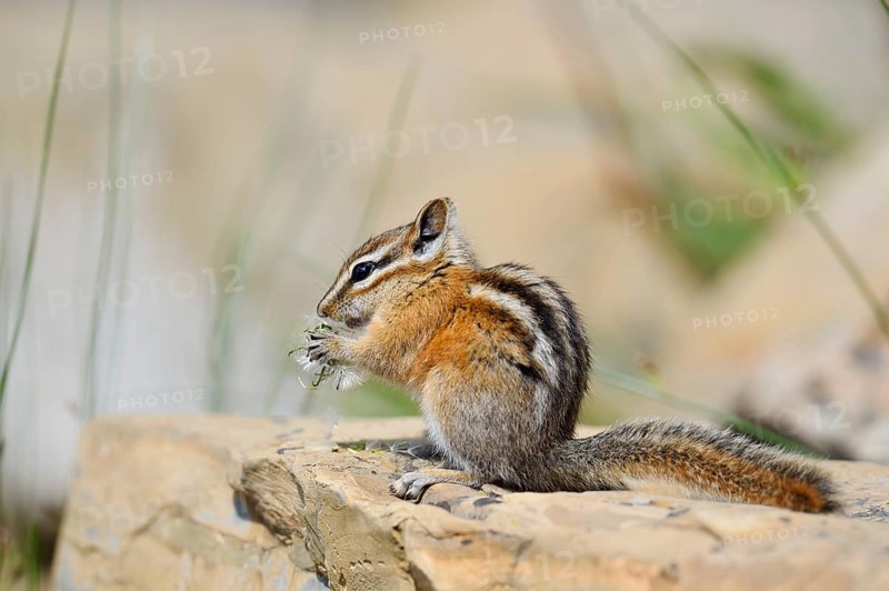 Least chipmunk (Tamias minimus) sitting on a rock eating, Waterton Lakes National Park, Alberta, Canada