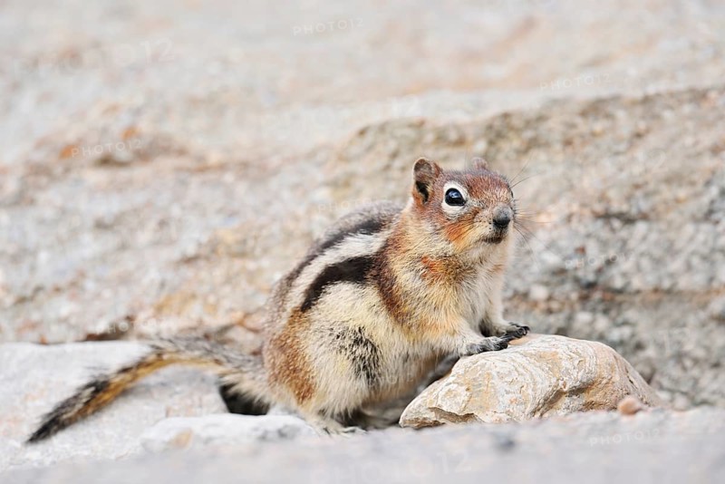 Golden mantle gopher (Callospermophilus lateralis, Spermophilus lateralis), Jasper National Park, Alberta, Canada