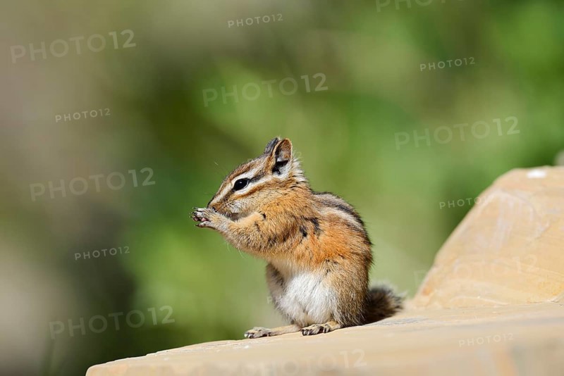 Least chipmunk (Tamias minimus) sitting on a rock eating, Waterton Lakes National Park, Alberta, Canada