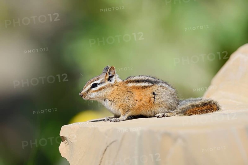 Least chipmunk (Tamias minimus) sitting on a rock, Waterton Lakes National Park, Alberta, Canada