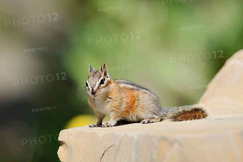 Least chipmunk (Tamias minimus) sitting on a rock, Waterton Lakes National Park, Alberta, Canada