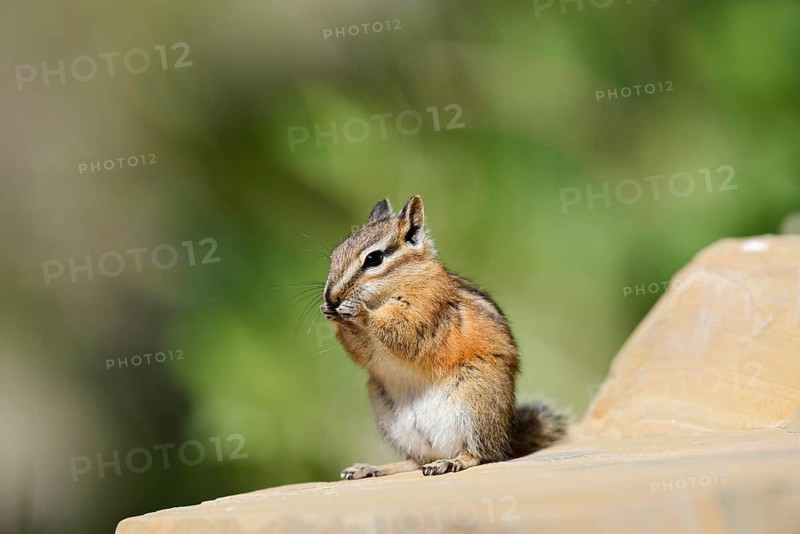 Least chipmunk (Tamias minimus) sitting on a rock eating, Waterton Lakes National Park, Alberta, Canada