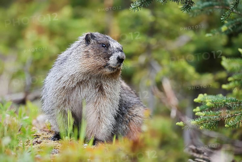 Hoary marmot (Marmota caligata), Mount Revelstoke National Park, British Columbia, Canada