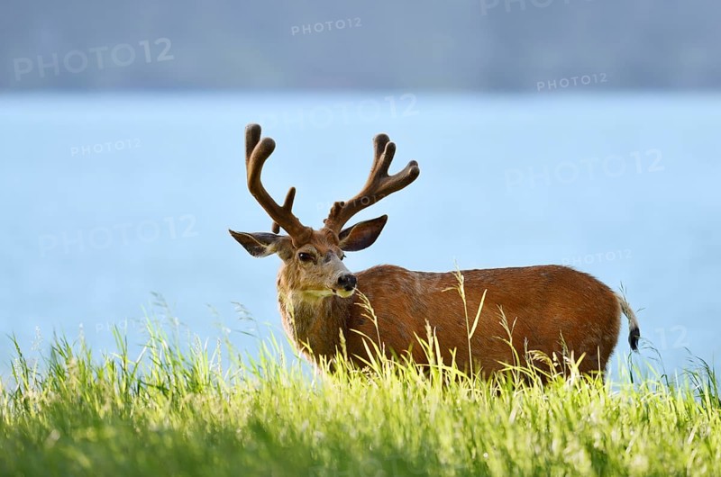 Mule deer or big-eared deer (Odocoileus hemionus), deer with velvet antlers, Waterton Lakes National Park, Alberta, Canada