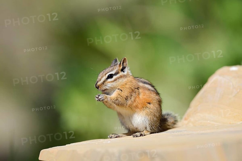 Least chipmunk (Tamias minimus) sitting on a rock eating, Waterton Lakes National Park, Alberta, Canada