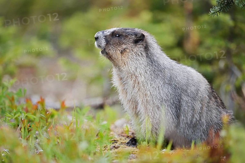 Hoary marmot (Marmota caligata), Mount Revelstoke National Park, British Columbia, Canada