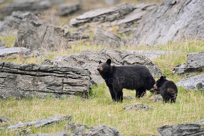 American Black Bear (Ursus americanus), female with young, Jasper National Park, Alberta, Canada