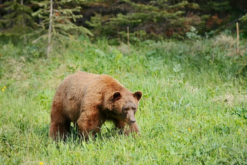 American Black Bear (Ursus americanus), cinnamon-coloured morph, Waterton Lakes National Park, Alberta, Canada