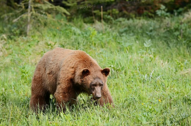 American Black Bear (Ursus americanus), cinnamon-coloured morph, Waterton Lakes National Park, Alberta, Canada