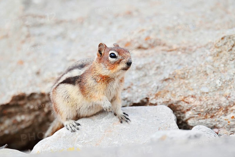 Golden mantle gopher (Callospermophilus lateralis, Spermophilus lateralis), Jasper National Park, Alberta, Canada