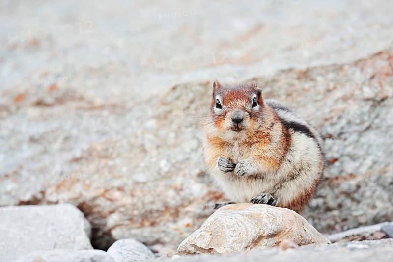 Golden mantle gopher (Callospermophilus lateralis, Spermophilus lateralis), Jasper National Park, Alberta, Canada