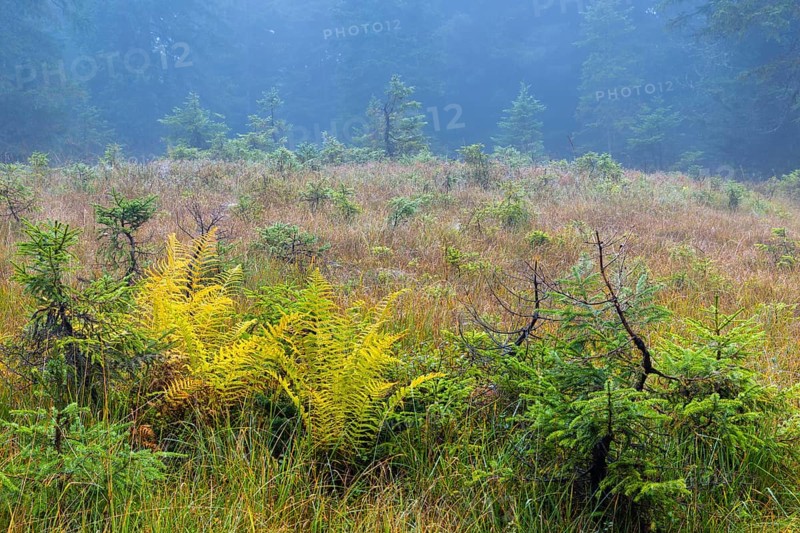 Worm fern (Dryopteris filix-mas) and small pines (Pinus) in a raised bog, Leptosporangiate ferns (Polypodiopsida), autumn, Furkajoch, Vorarlberg, Austria