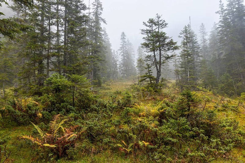 Pines (Pinus) in high moorland, pine family (Pinaceae), worm fern (Dryopteris filix-mas), autumn, Furkajoch, Vorarlberg, Austria