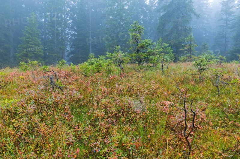 Bilberry (Vaccinium uliginosum) in high moorland, heather family (Ericaceae), small pines (Pinus), pine family (Pinaceae), autumn, Furkajoch, Vorarlberg, Austria