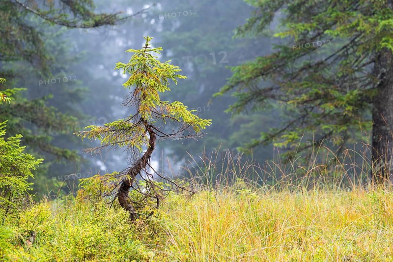 Small crooked pine (Pinus) in high moor, pine family (Pinaceae), Furkajoch, Vorarlberg, Austria