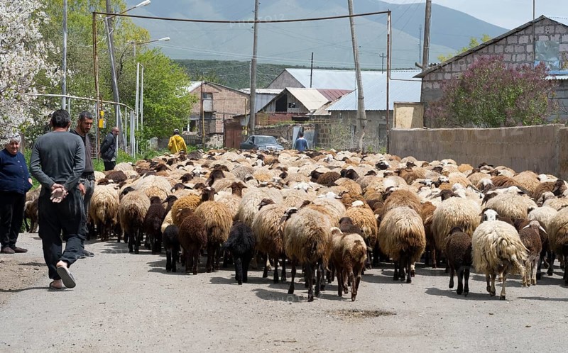 People and a large flock of sheep on a village road surrounded by mountains, Kuchak, Aragatsotn Province, Armenia