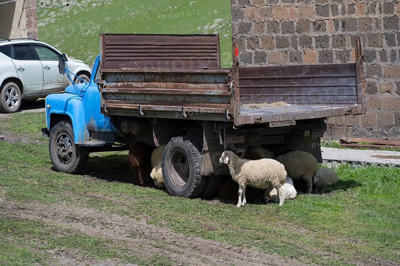An old blue lorry stands in a meadow, surrounded by sheep, next to a brick wall, sheep seek shelter in the shade, Armenia