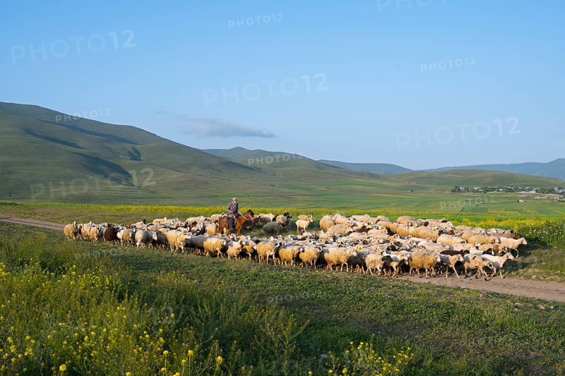 A shepherd leads a flock of sheep across a vast green pasture with rolling hills in the background under a blue sky, near Zovaber, Kotayk province, Armenia
