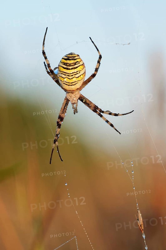 Wasp spider (Argiope bruennichi), female in web, North Rhine-Westphalia, Germany